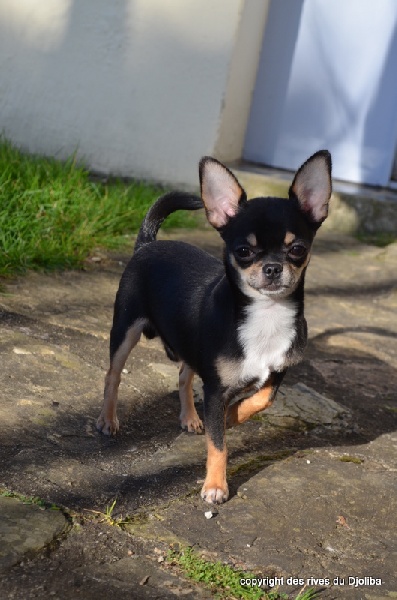 CH. tegs Naughty knight (charlie)